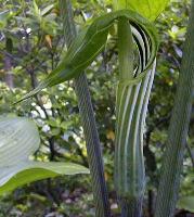 Arisaema candidissimum