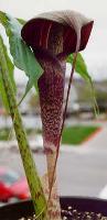 Arisaema taiwanensis