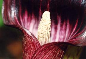 Arisaema taiwanensis