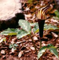 Arisaema takedae x sikok