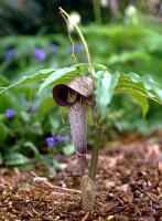 Arisaema thunbergii