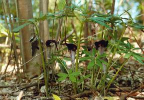 Arisaema speciosum