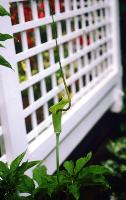 Arisaema tortuosum