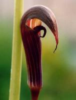 Arisaema sahyadricum