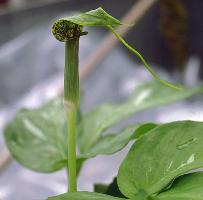 Arisaema wrayii