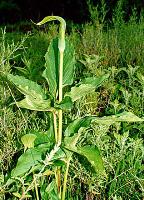 Arisaema yunnanense